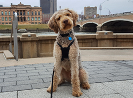 dog resident in downtown des moines